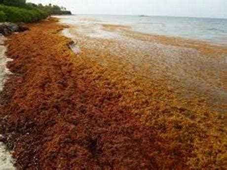 In a remarkable development compared to earlier predictions, the latest summer sargassum forecast published by Quintana Roo&x27;s Sargassum Monitoring network indicates that the seaweed season could end early this year. . When is seaweed season in antigua